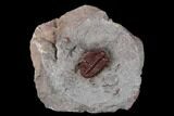 Rare Red Cyphaspides Trilobite - Hamar Laghdad, Morocco #175064-1